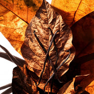 EXTRAIT VANILLE - Niche | FOR MEN & WOMEN